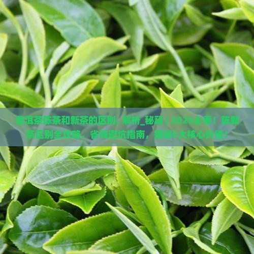 普洱茶陈茶和新茶的区别