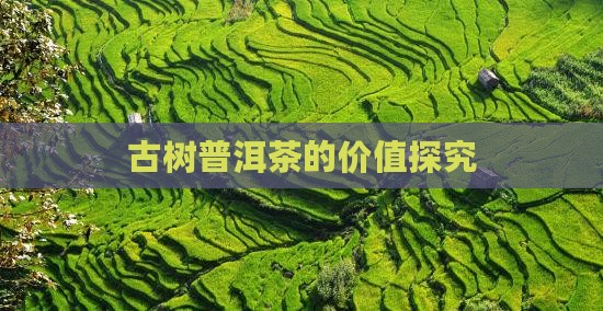 古树茶普洱茶价值