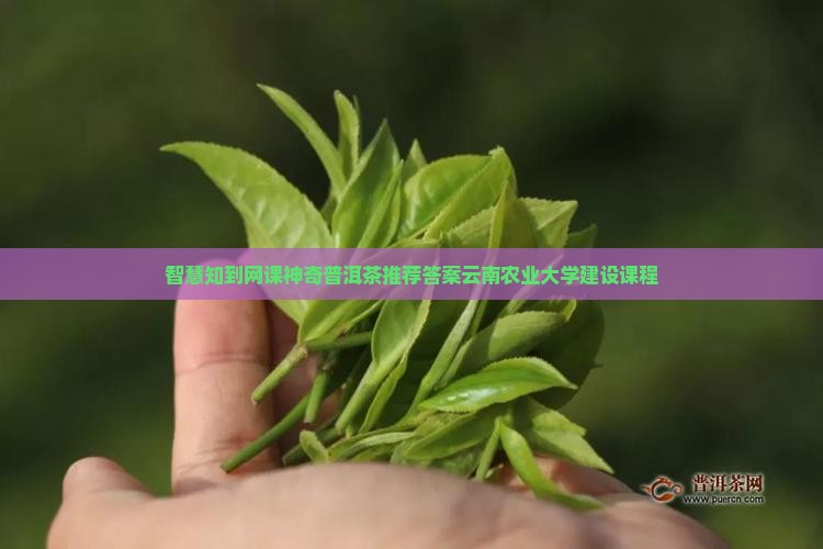 知到网课神奇的普洱茶推荐