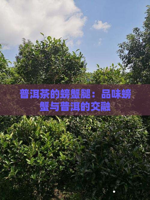 普洱茶的螃蟹腿