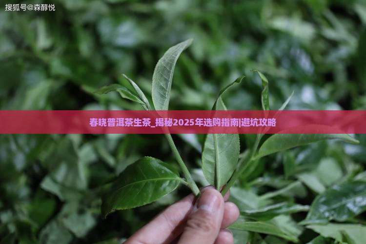 春晓普洱茶生茶