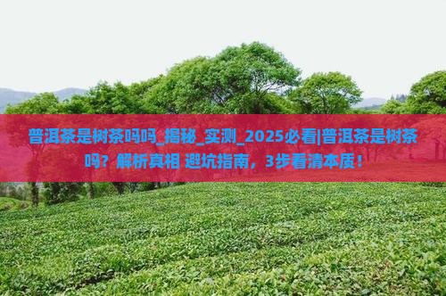 普洱茶是树茶吗吗