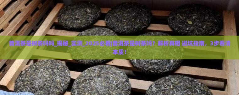 普洱茶是树茶吗吗