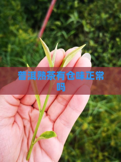 普洱熟茶有仓味正常吗