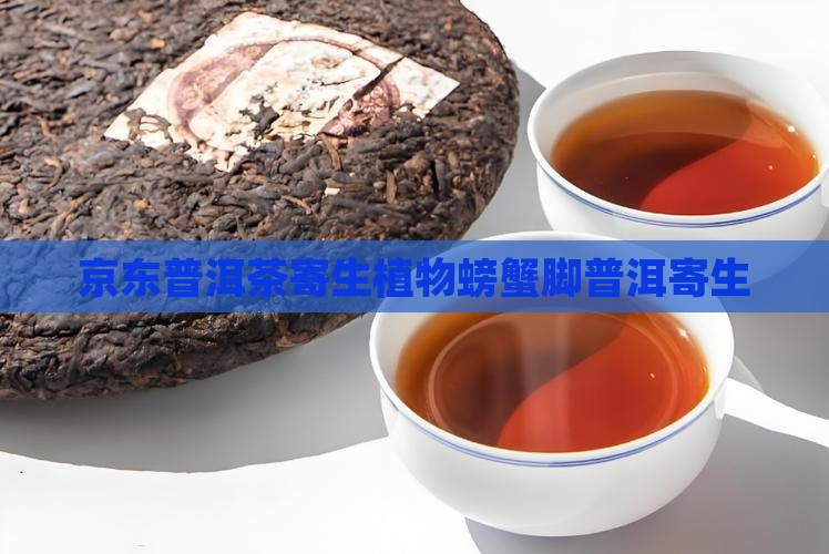 普洱茶寄生植物螃蟹脚