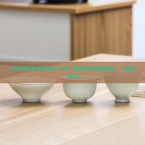 普洱茶吧中小叶种茶