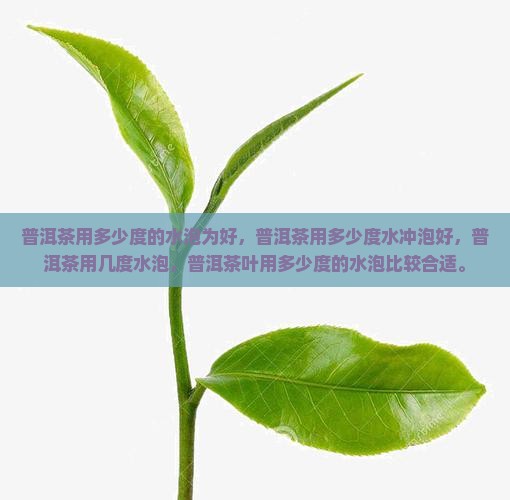 普洱茶用多少度的水泡为好