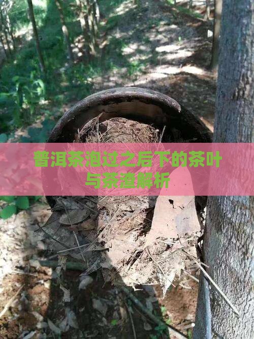 普洱茶泡过之后
