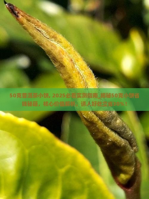 50克普洱茶小饼