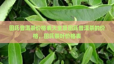 田氏普洱茶价格表