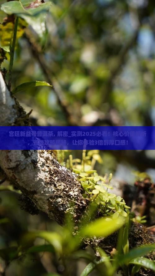 宫廷新益号普洱茶