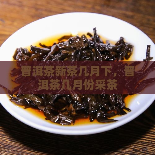 普洱茶新茶几月下