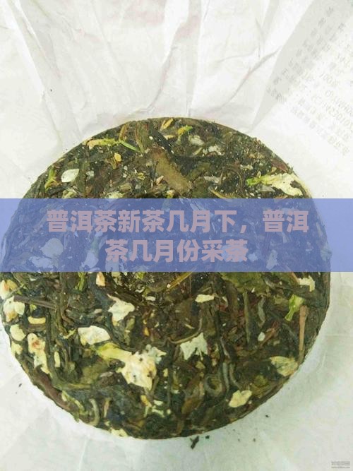 普洱茶新茶几月下