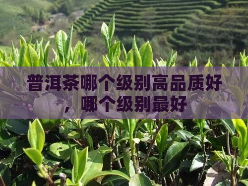 普洱茶哪个级别高品质