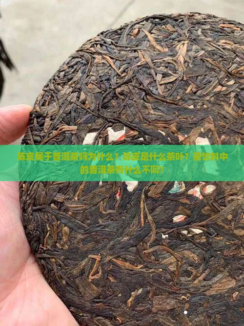 陈皮属于普洱茶吗为什么