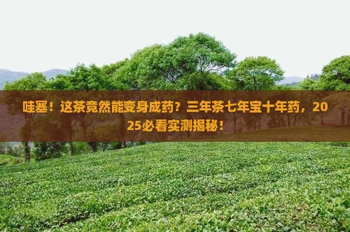 三年为茶七年为宝十年为药
