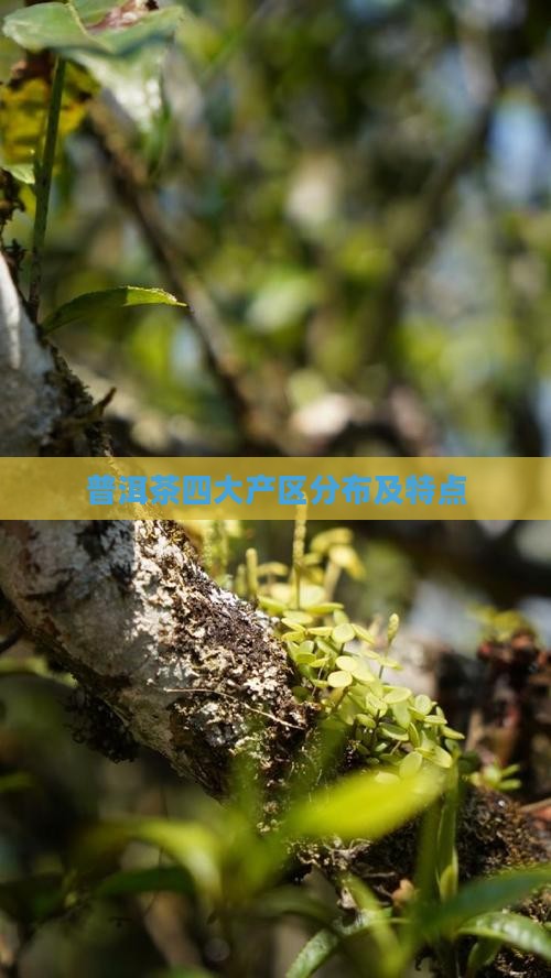 普洱茶产区分布及特点