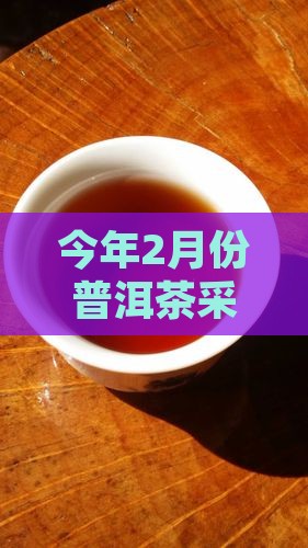 今年2月份普洱茶采摘了吗