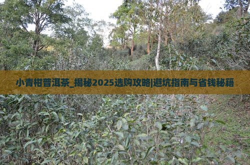 小青柑普洱茶描述