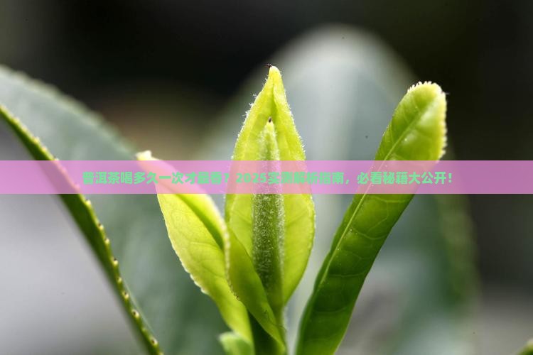 普洱茶的疗程是多少天一次