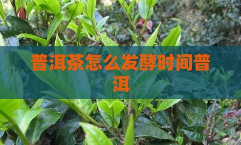 普洱茶怎么发酵时间长