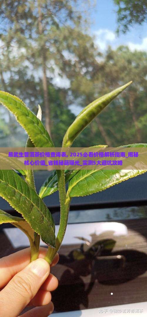 易武生普洱茶价格查询表 易武生普洱茶价格查询表