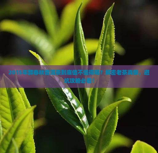 醉春秋普洱茶2015年