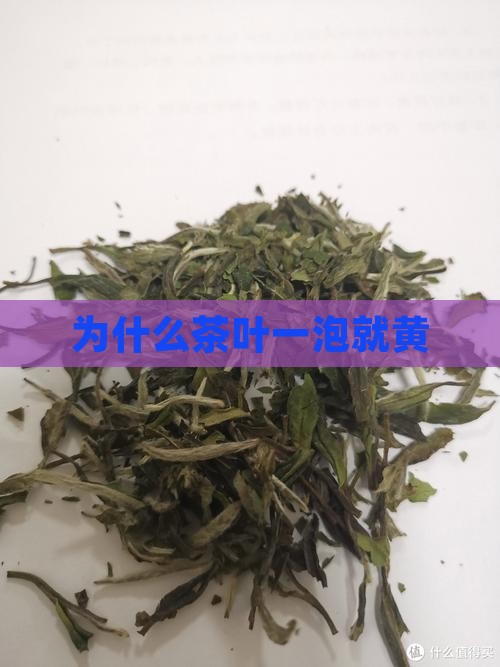 为什么茶叶一泡就黄