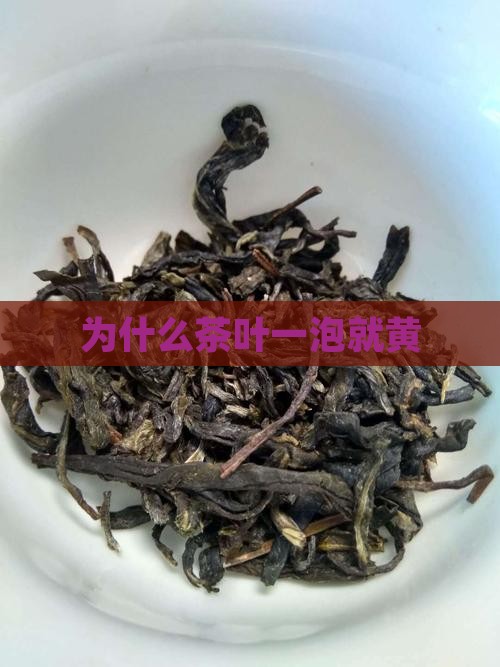 为什么茶叶一泡就黄