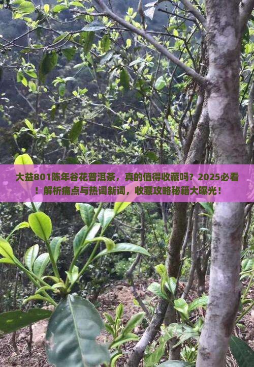 大益801陈年谷花普洱茶