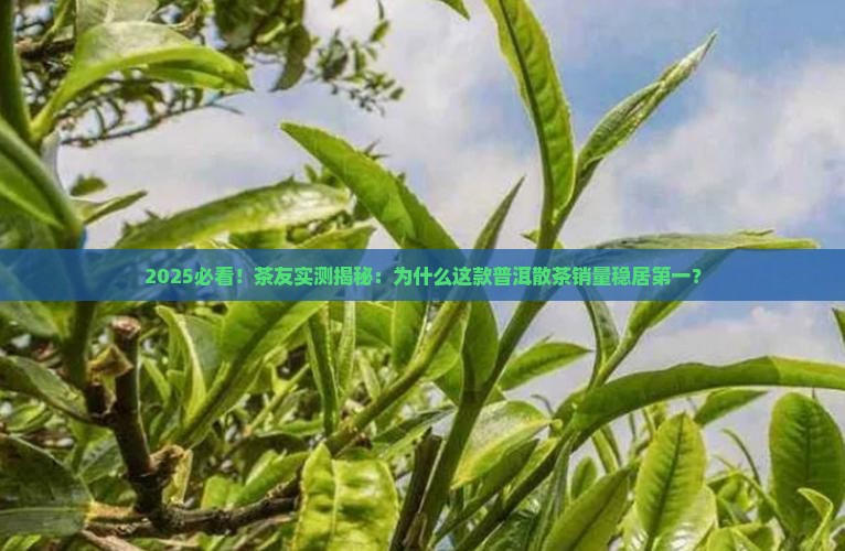 普洱茶散茶销量排行榜第一