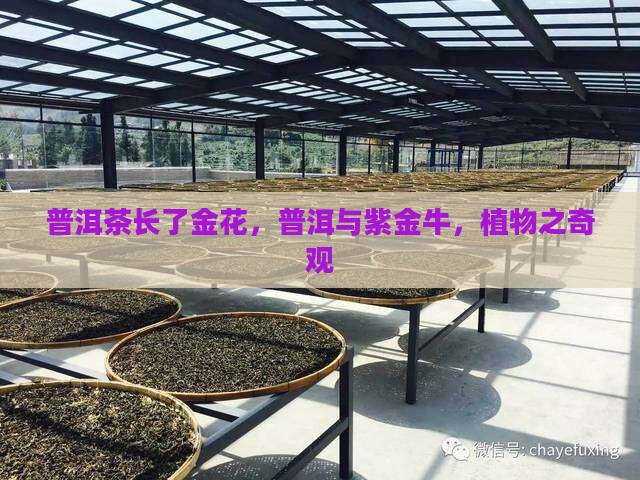 普洱茶长了金花