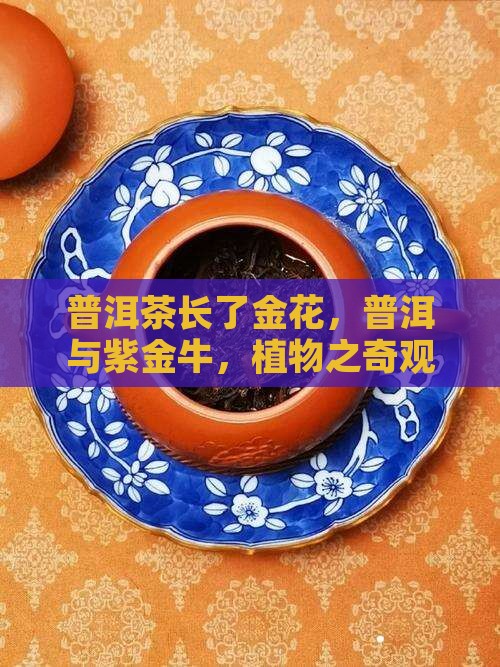 普洱茶长了金花
