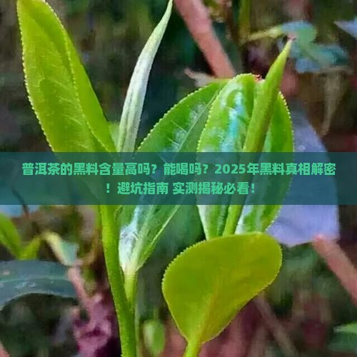 普洱茶的黑料含量高吗能喝吗