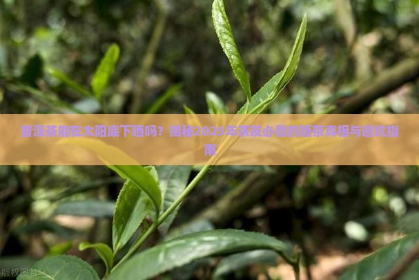 普洱茶能在太阳底下晒吗