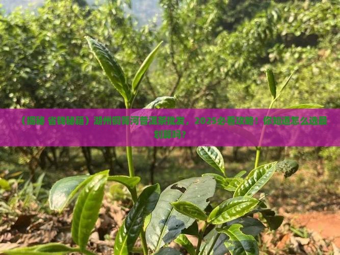 湖州铜箐河普洱茶批发