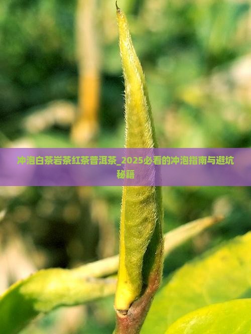 冲泡白茶岩茶红茶普洱茶时