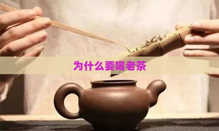 为什么要喝老茶