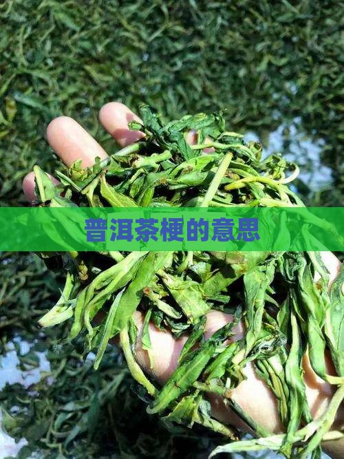 普洱茶梗的意思