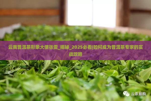云南普洱茶形象大使张雯