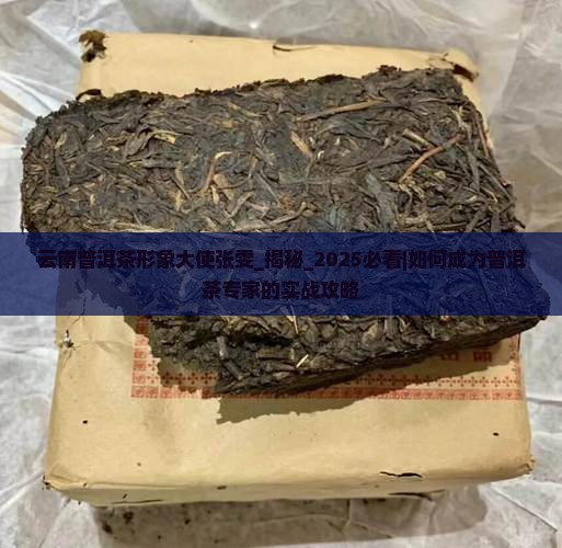 云南普洱茶形象大使张雯