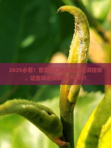 普洱茶都有什么口感的