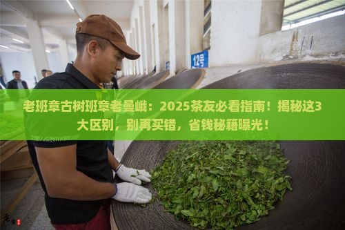 老班章古树班章老曼峨