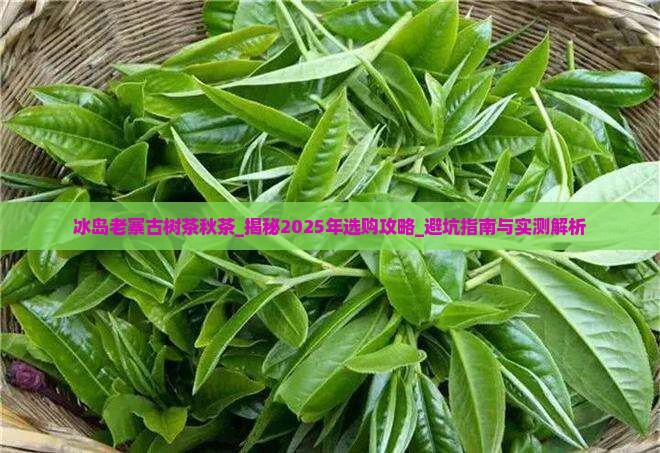 冰岛老寨古树茶秋茶
