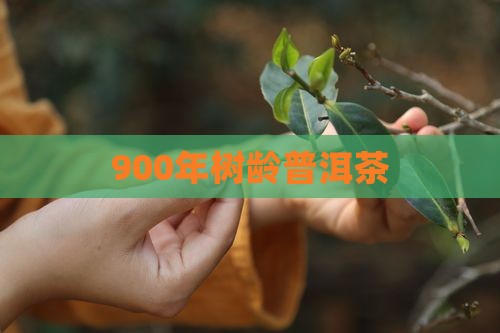 900年树龄普洱茶