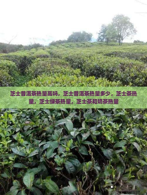 芝士普洱茶热量