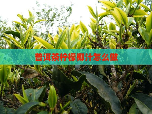 普洱茶柠檬椰汁怎么做