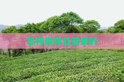 怎样保存红茶茶叶