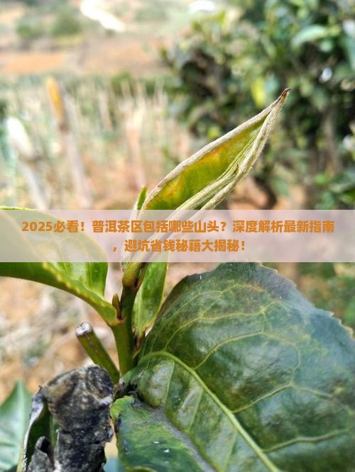 普洱茶区包括哪些山头