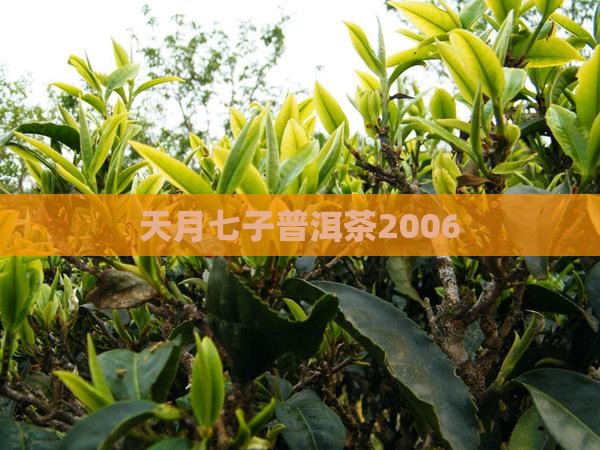 天月七子普洱茶2006